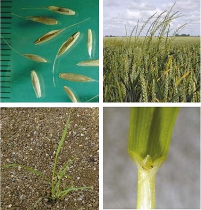 Italian rye-grass at four growth stages